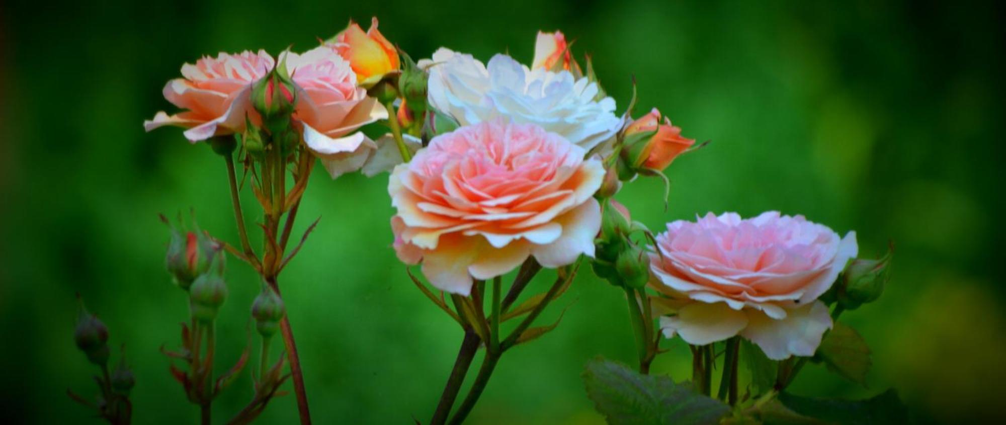 Au Mesnil Le Bas Bray Bed & Breakfast Bures-en-Bray ภายนอก รูปภาพ