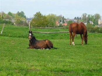 Au Mesnil Le Bas Bray Bed & Breakfast Bures-en-Bray ภายนอก รูปภาพ